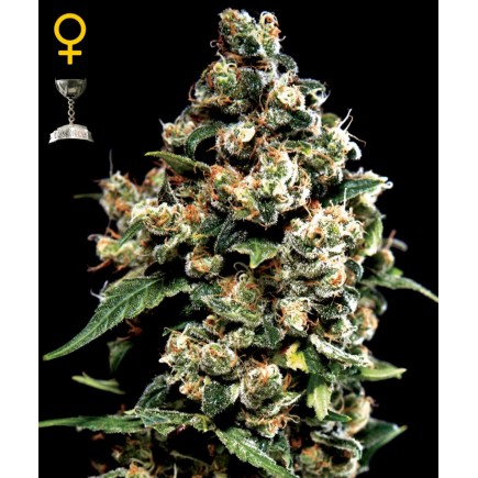 Jack Herer